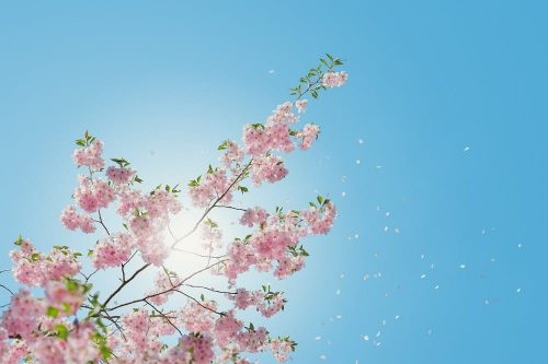 Reiki terapia mercè giménez