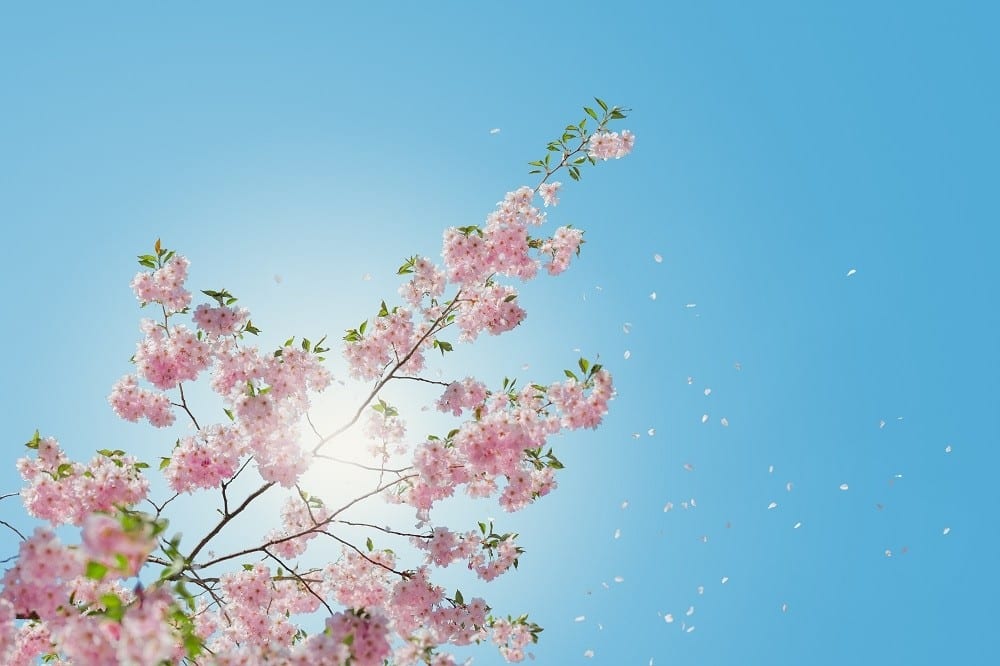 Reiki terapia mercè giménez