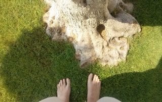 mercè gimenez y arbol