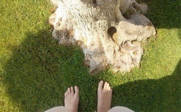 mercè gimenez y arbol