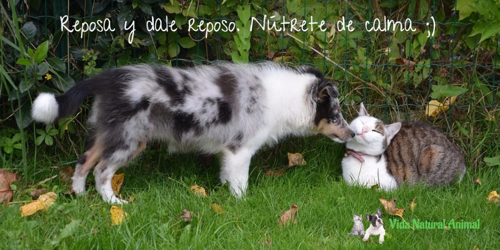 meditacion con animales perro gato vida natural animal