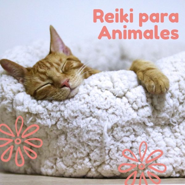 reiki para animales merce gimenez