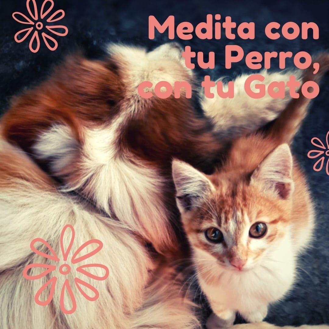medita con tu perro con tu gato